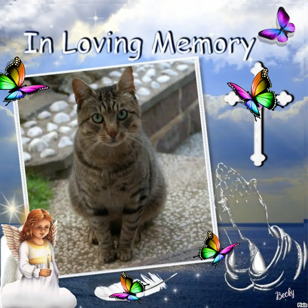 Condolence image of Tanja mit Timmy im Herzen 