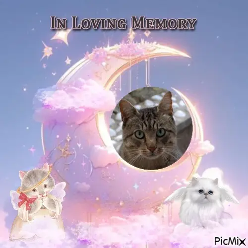 Condolence image of Rosenchen❤️❤️❤️❤️❤️fur Graulileinchen❤️⭐️