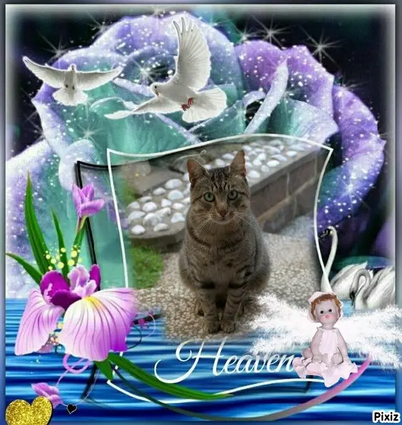 Condolence image of Tanja mit Timmy im Herzen