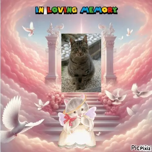 Condolence image of Tanja mit Timmy im Herzen