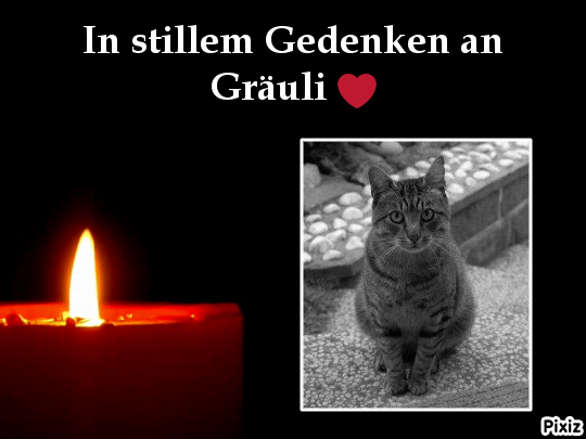 Condolence image of Tanja mit Timmy im Herzen