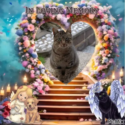 Condolence image of ❤️❤️❤️❤️❤️❤️❤️❤️❤️❤️❤️❤️