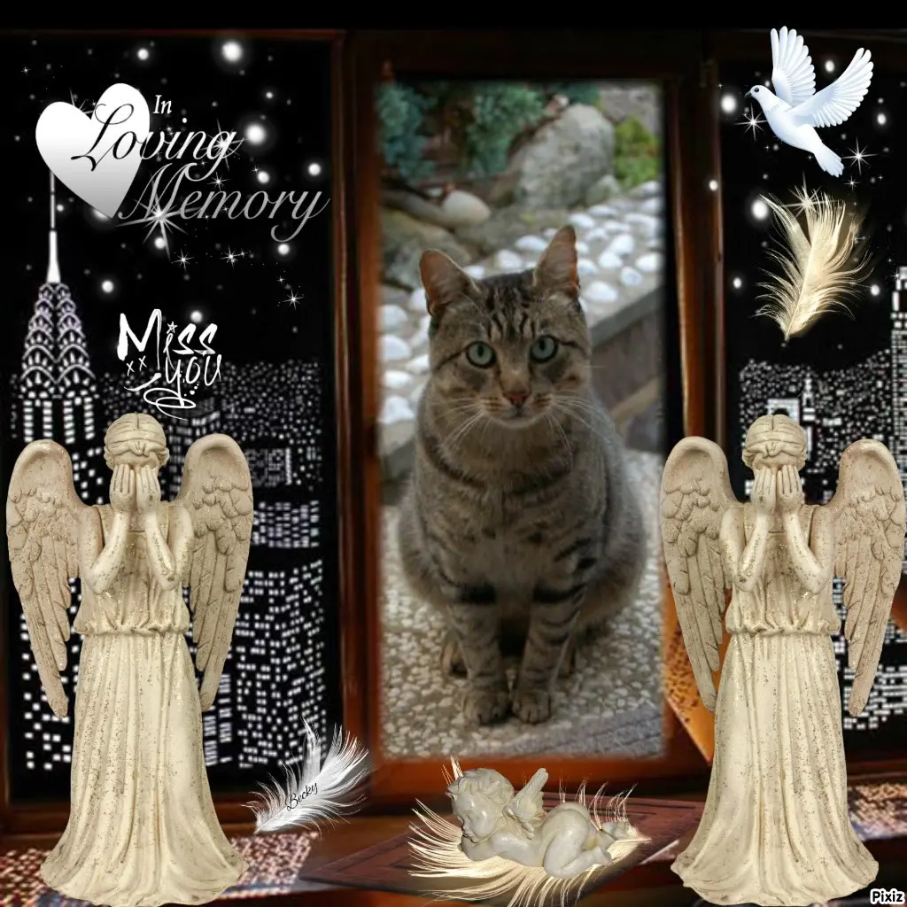 Condolence image of Tanja mit Timmy im Herzen