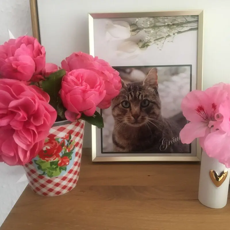 Condolence image of ✬¸.•*¨*•.☆Für Gräuli ❤️ zum Gedenken - 38 Monate✬¸.•*¨*•.☆❤️