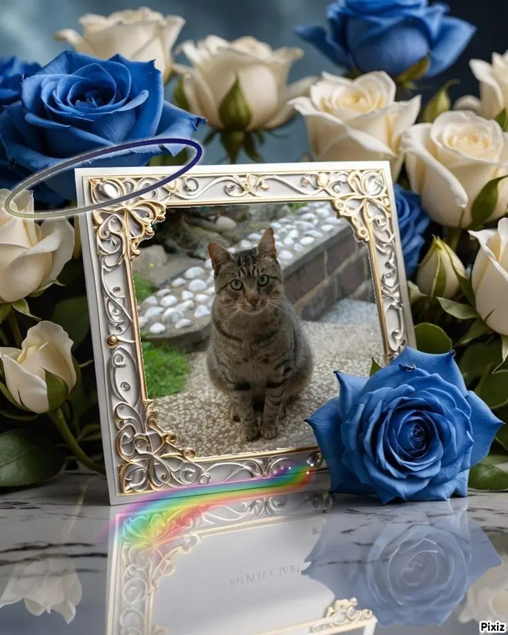 Condolence image of Tanja mit Timmy im Herzen