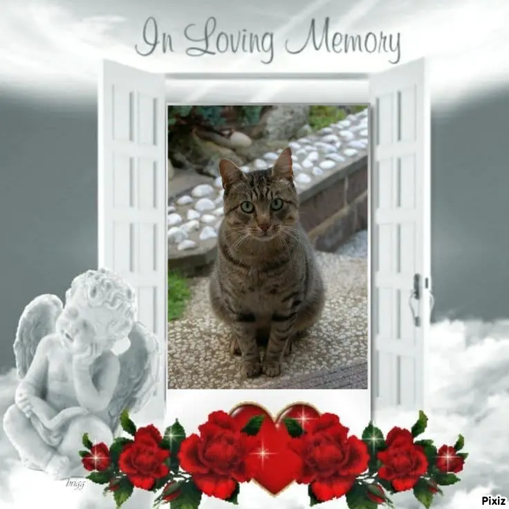 Condolence image of Tanja mit Timmy im Herzen