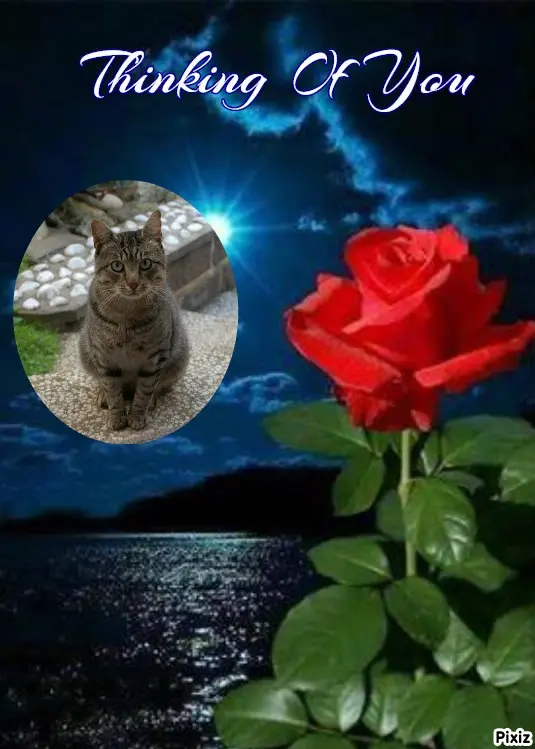 Condolence image of Tanja mit Timmy im Herzen