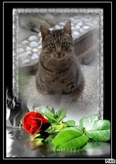 Condolence image of Tanja mit Timmy im ❤