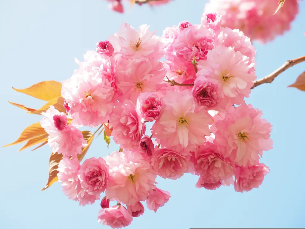 Condolence image of 🌺.·:*✫*:·.🌺Himmlische Frühlingsgrüße🌺.·:*✫*:·.🌺