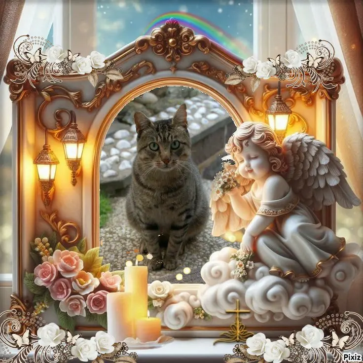 Condolence image of Tanja mit Timmy im 💖🐈🐾