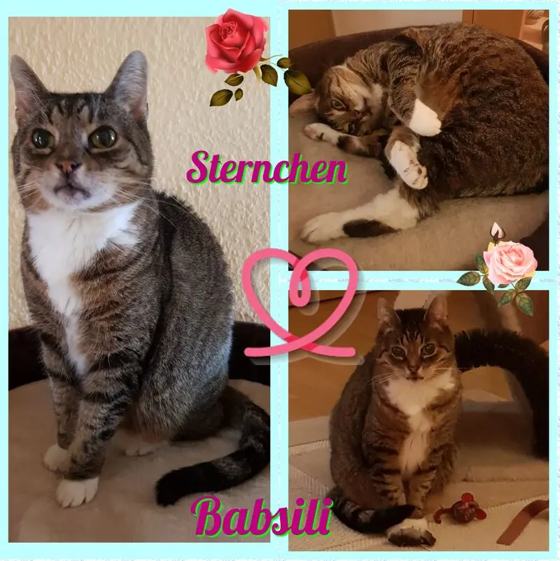 Condolence image of Eike und Edeltraud mit Mulle, Miezi, Jonny, Felix, Lemmi, Tommi und Kira tief im Herzen ❤ ❤ ❤ ❤ ❤ ❤ ❤