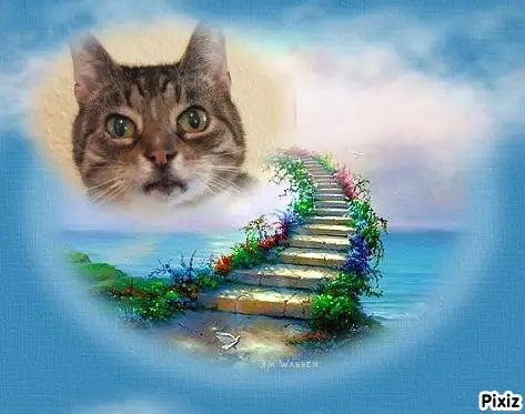 Condolence image of Tanja mit Timmy im Herzen
