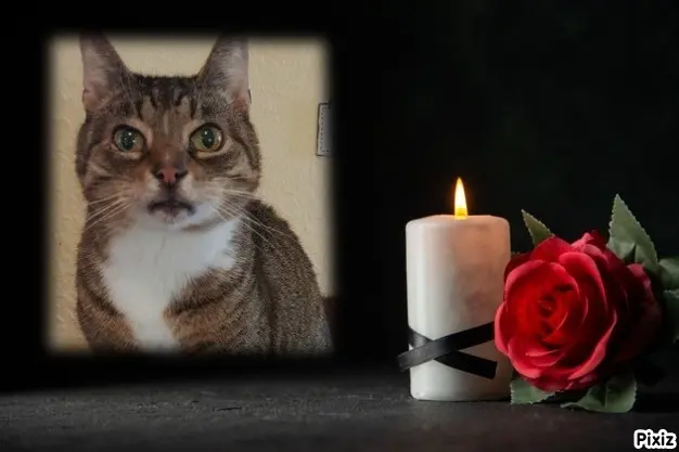 Condolence image of Tanja mit Timmy im Herzen