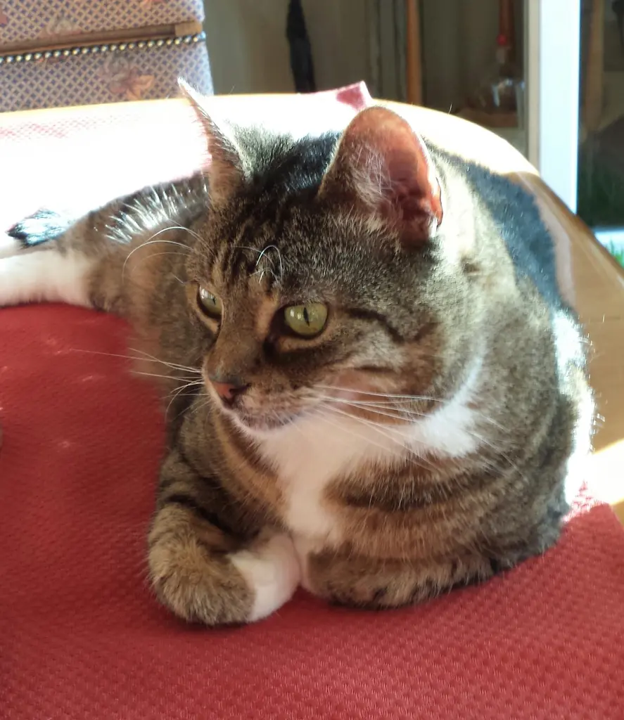 Condolence image of deiner Ilse in Liebe zum 0. Gedenkmonat