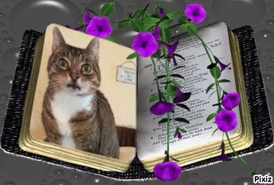 Condolence image of Tanja mit Timmy im Herzen