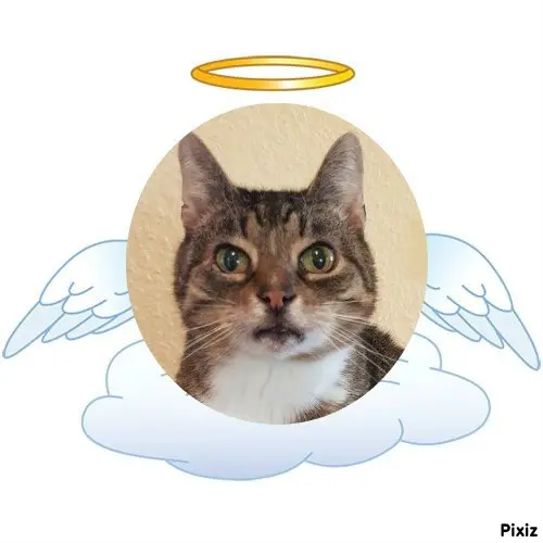 Condolence image of Tanja mit Timmy im Herzen