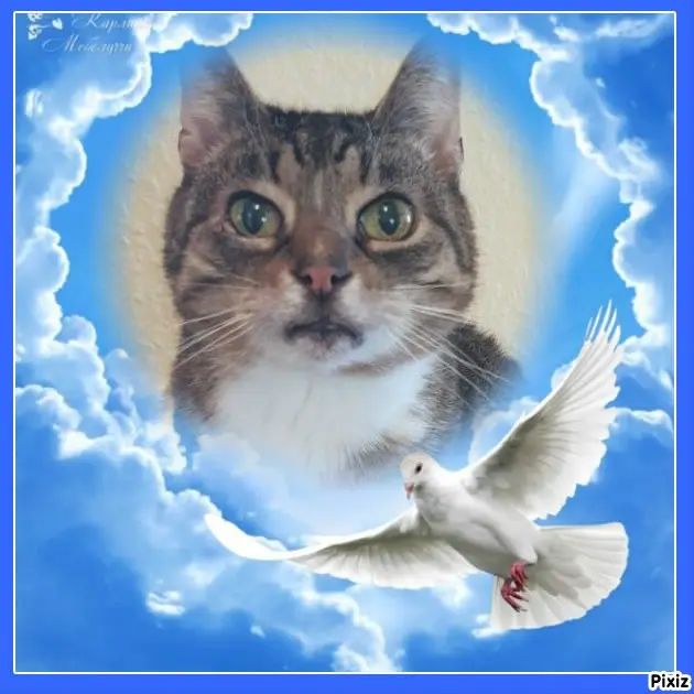 Condolence image of Tanja mit Timmy im Herzen