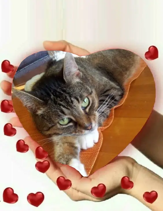 Condolence image of Andrea mit Minki im ♥️ gest. 19.10.2020