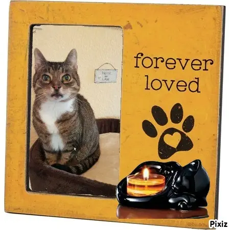 Condolence image of Tanja mit Timmy im Herzen