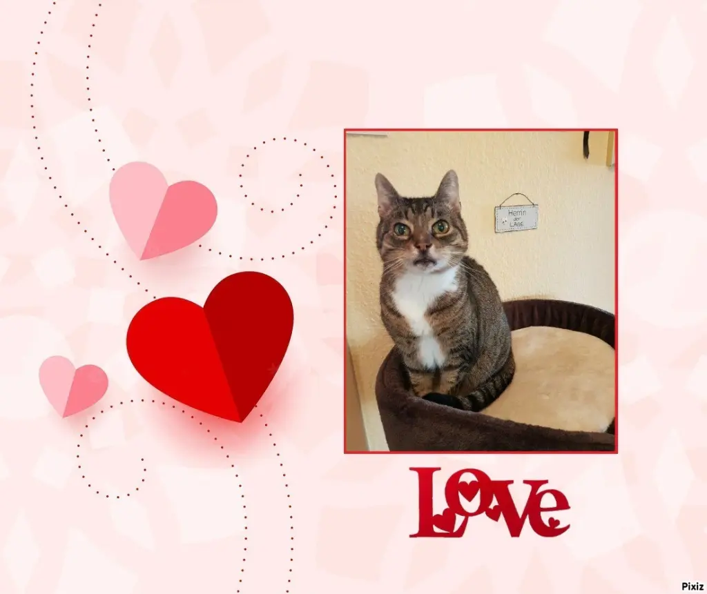Condolence image of Tanja mit Timmy im Herzen