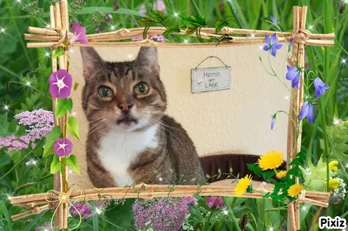 Condolence image of Tanja mit Timmy im Herzen