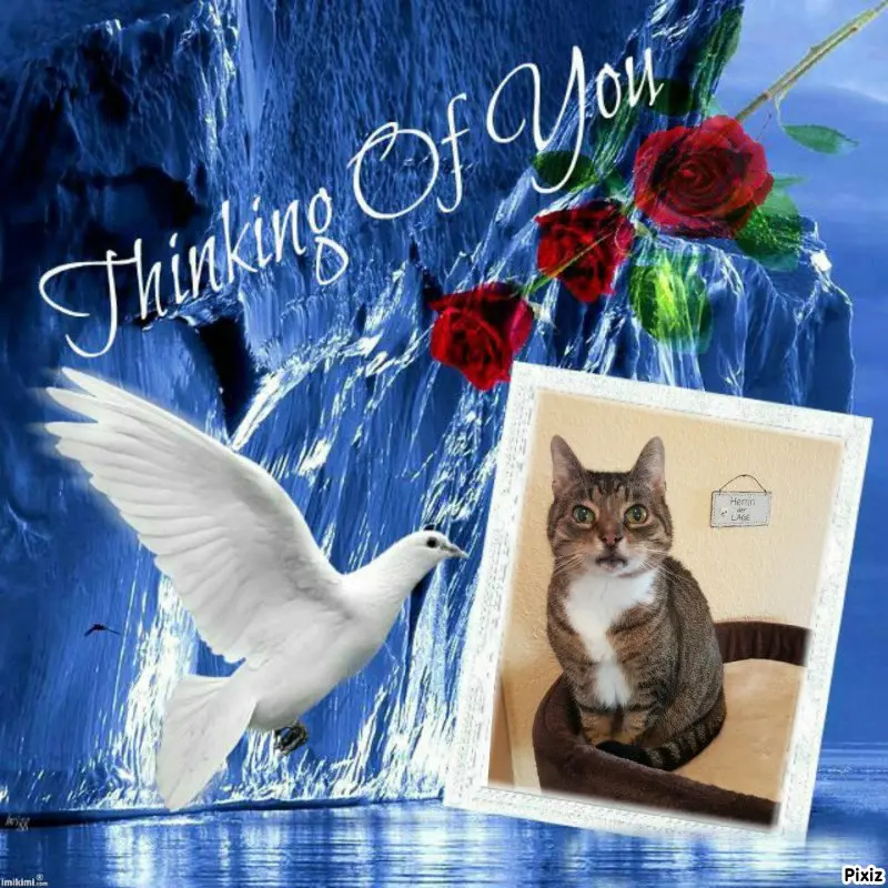 Condolence image of Tanja mit Timmy im Herzen