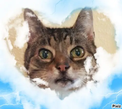 Condolence image of Tanja mit Timmy im Herzen