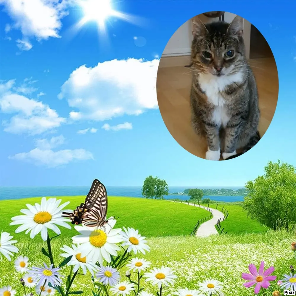 Condolence image of Tanja mit Timmy im Herzen