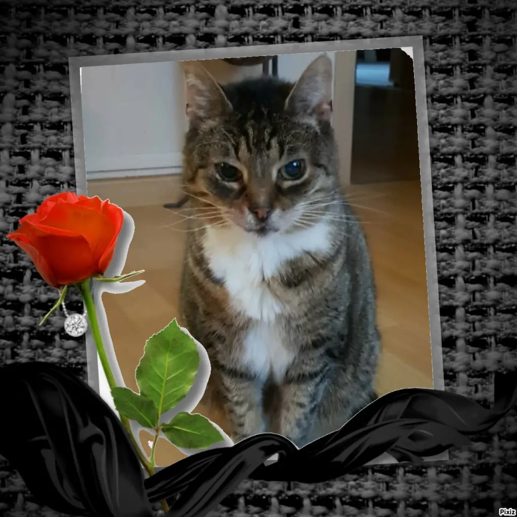 Condolence image of Tanja mit Timmy im Herzen