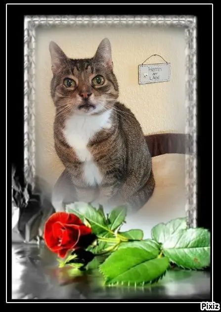 Condolence image of Tanja mit Timmy im Herzen