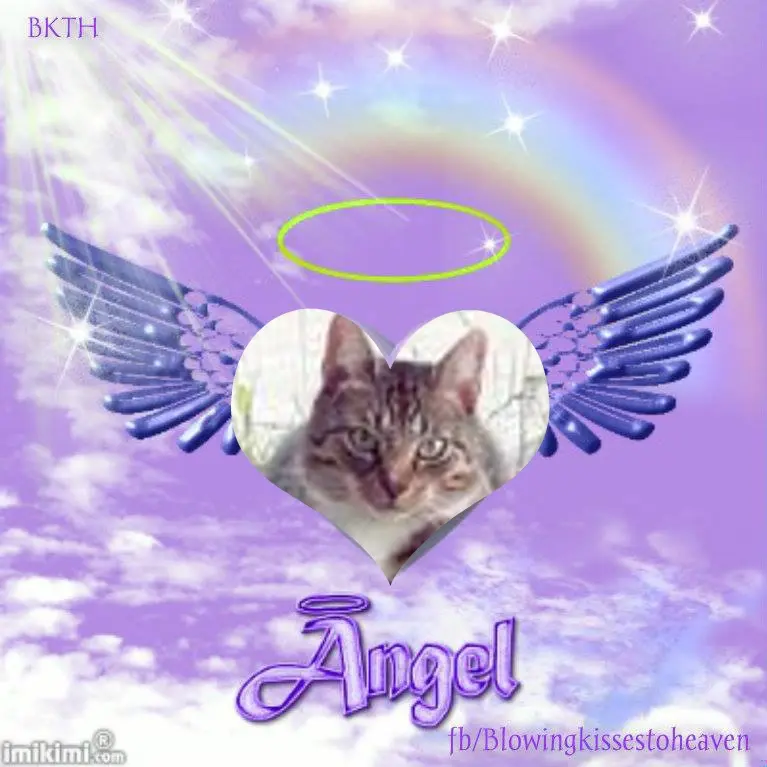 Condolence image of 2.Sternchen❤️Gedenktag❤️❤️