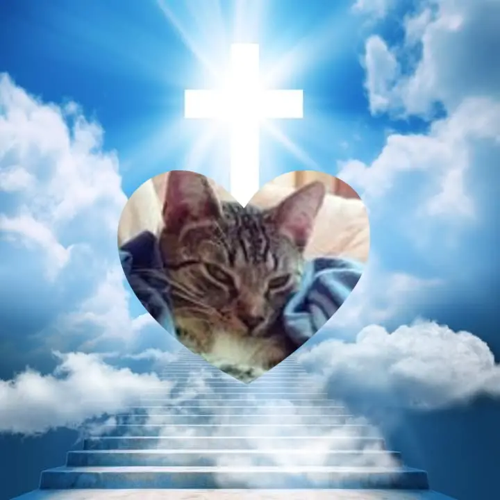 Condolence image of 2.Sternchen❤️Gedenktag❤️❤️