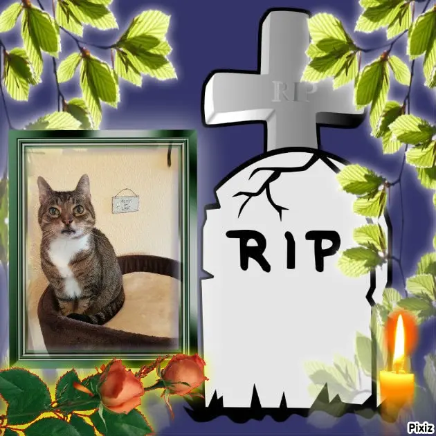 Condolence image of Tanja mit Timmy im Herzen