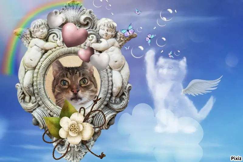 Condolence image of Tanja mit Timmy im Herzen