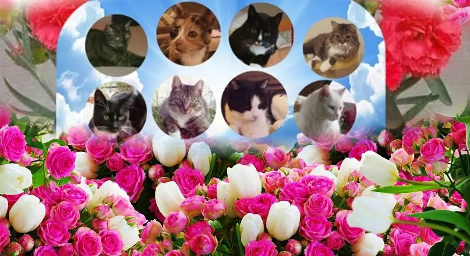 Condolence image of Gute Nacht Rosenchen❤️❤️❤️❤️❤️❤️❤️❤️