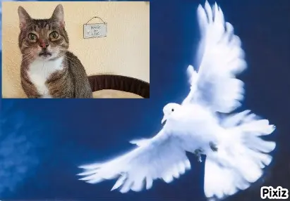 Condolence image of Tanja mit Timmy im Herzen