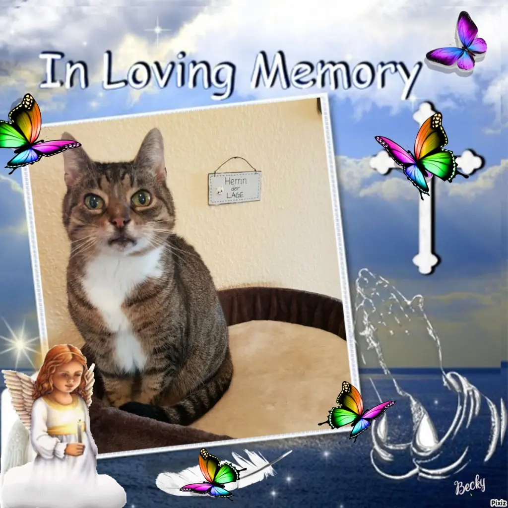 Condolence image of Tanja mit Timmy im Herzen