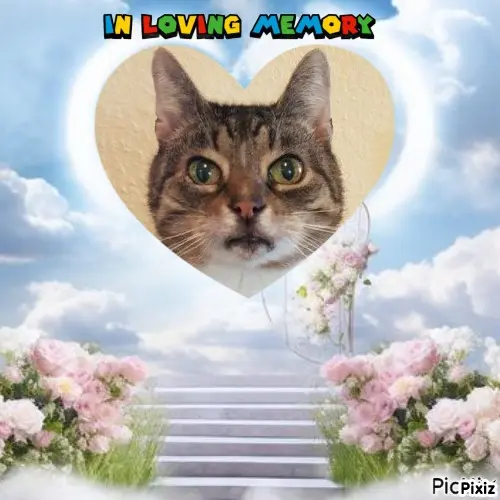 Condolence image of Tanja mit Timmy im Herzen
