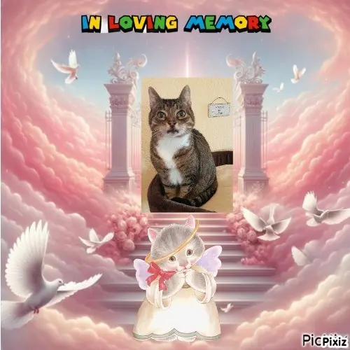 Condolence image of Tanja mit Timmy im Herzen