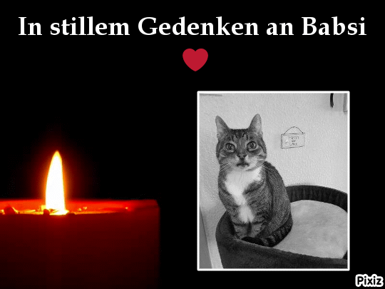 Condolence image of Tanja mit Timmy im Herzen