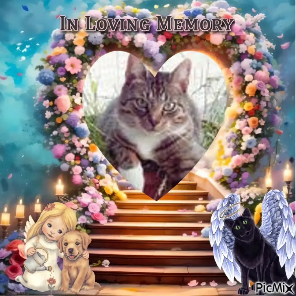 Condolence image of ❤️❤️❤️❤️❤️❤️❤️❤️❤️❤️❤️❤️