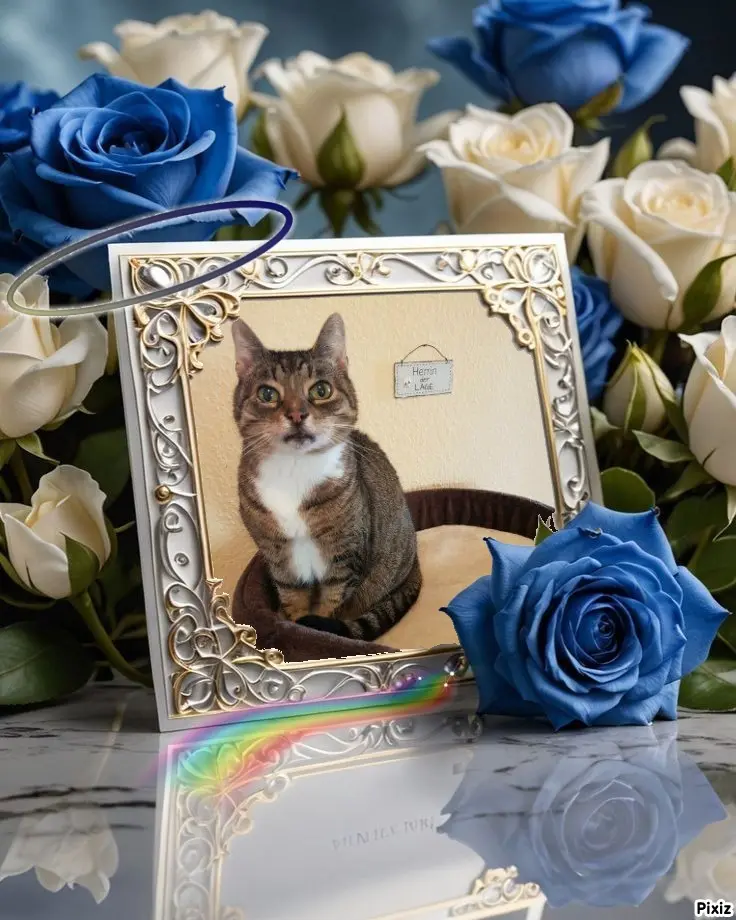 Condolence image of Tanja mit Timmy im Herzen