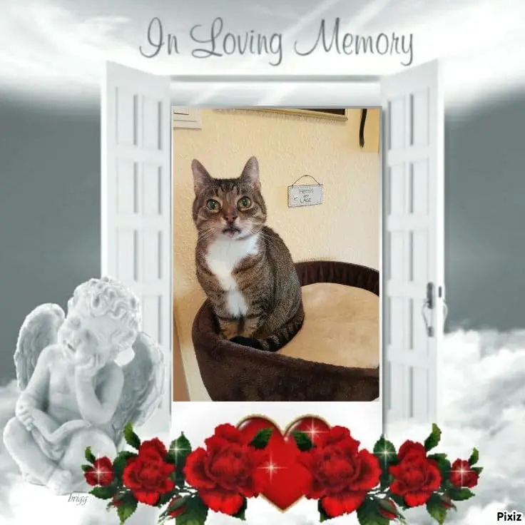 Condolence image of Tanja mit Timmy im Herzen