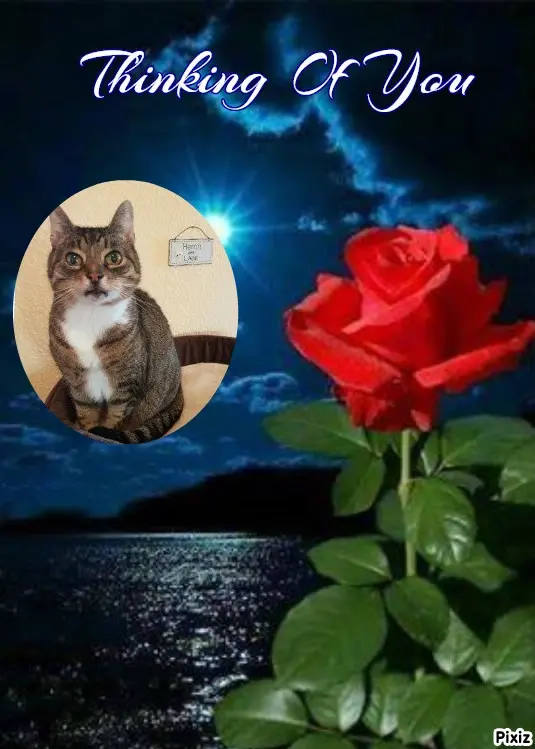 Condolence image of Tanja mit Timmy im Herzen