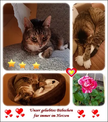 Condolence image of deiner Ilse in Liebe zum 41. Monatsgedenken