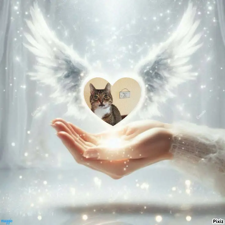 Condolence image of Tanja mit Timmy im Herzen