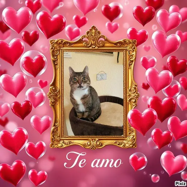 Condolence image of Tanja mit Timmy im Herzen