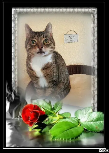 Condolence image of Tanja mit Timmy im ❤