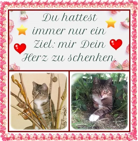 Condolence image of deine Ilse in Liebe zum 51. Monatsgedenken