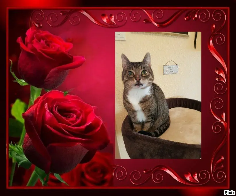 Condolence image of Tanja mit Timmy im 💖🐈🐾